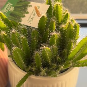 Photo of the plant species Lady-Finger Hedgehog Cactus by @ContentCobnut25 named Luna on Greg, the plant care app