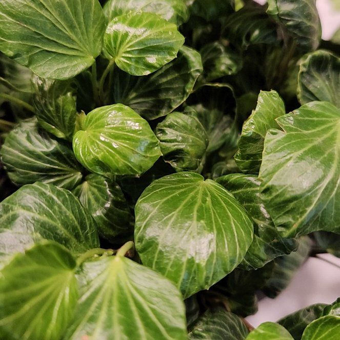 Photo of the plant species Canarian Ivy by @ZestyMayapple82 named Lebron on Greg, the plant care app