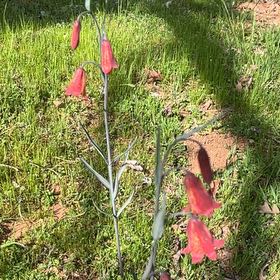Photo of the plant species Canyon Larkspur by @PetCashew35 named Khaleesi on Greg, the plant care app