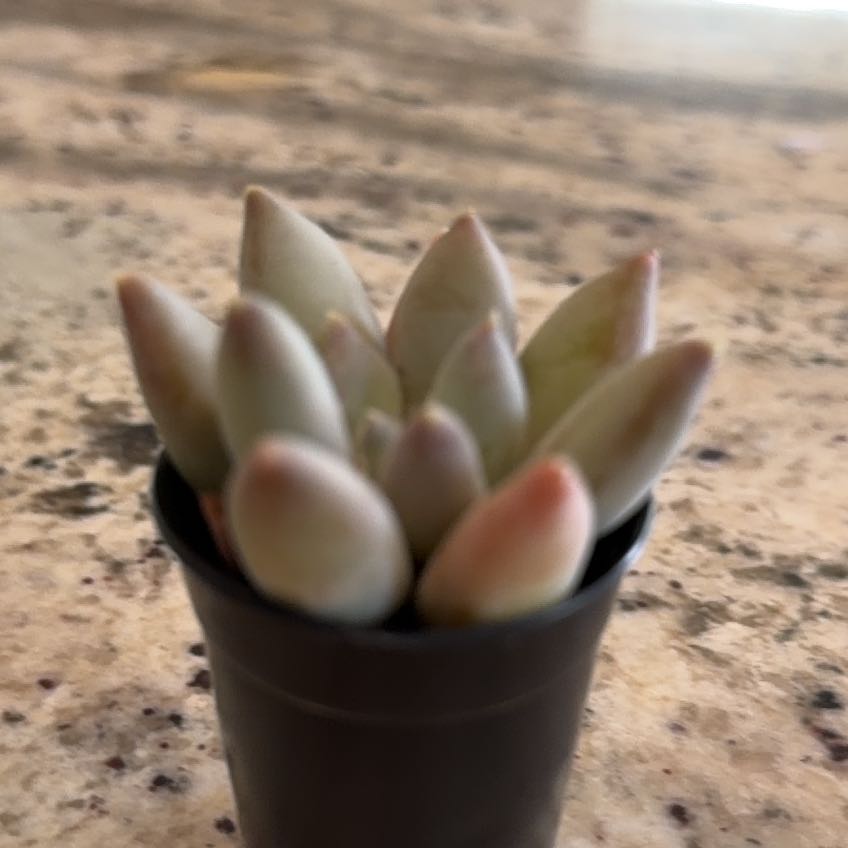 Photo of the plant species Asst Cactus And Succulent by @KindTitoki70 named Rihanna on Greg, the plant care app