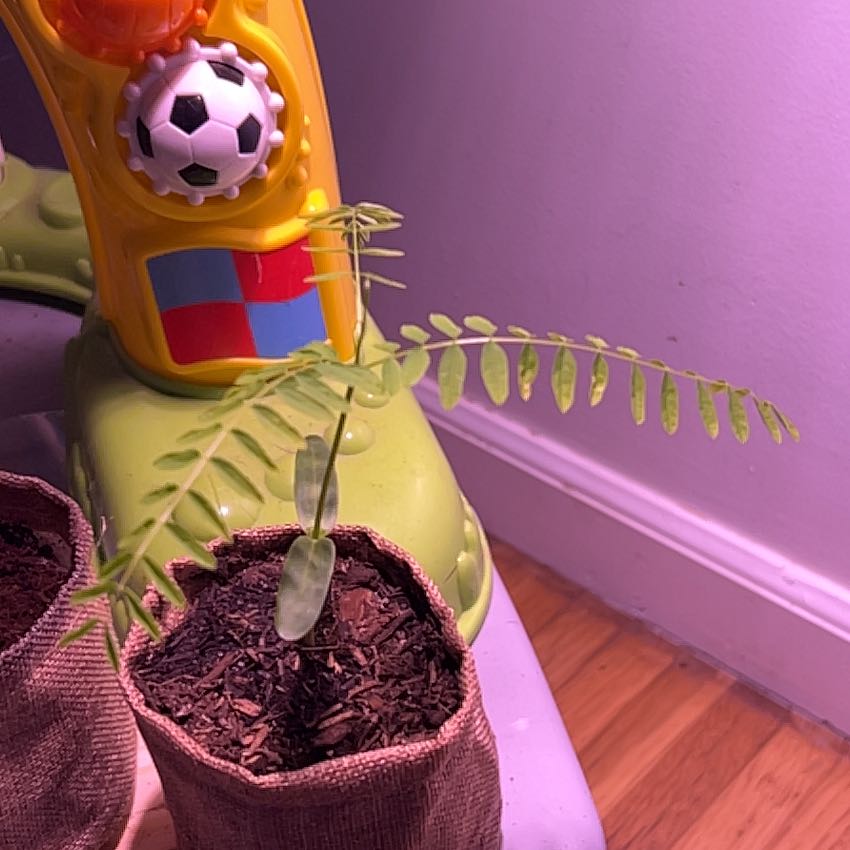 Photo of the plant species Flame Tree by @CopaceticRye48 named Anne on Greg, the plant care app