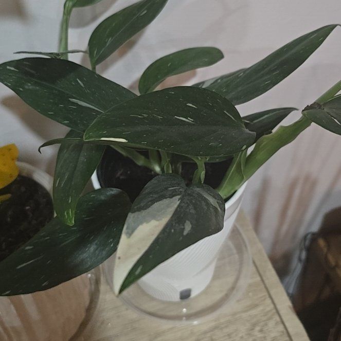 Photo of the plant species monstera standleyana by @AlwyzNTimbs named Drake on Greg, the plant care app