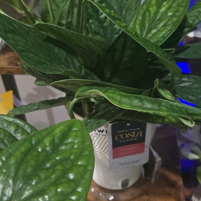Photo of the plant species Monstera Peru by @AlwyzNTimbs named Kronic on Greg, the plant care app