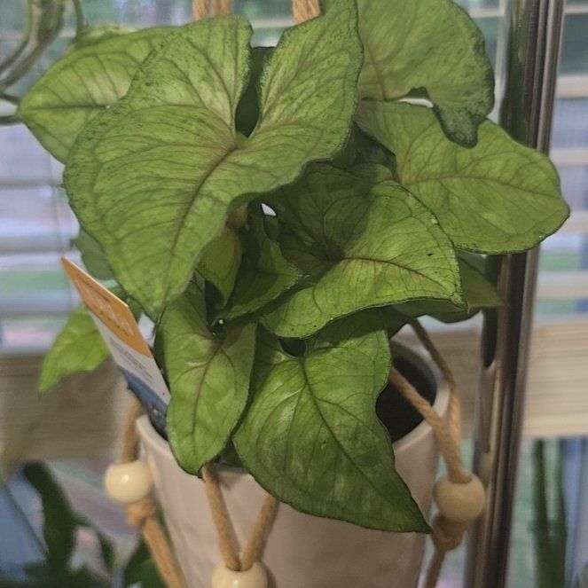 Photo of the plant species Berry Allusion Syngonium by @AlwyzNTimbs named Leaf Erickson on Greg, the plant care app