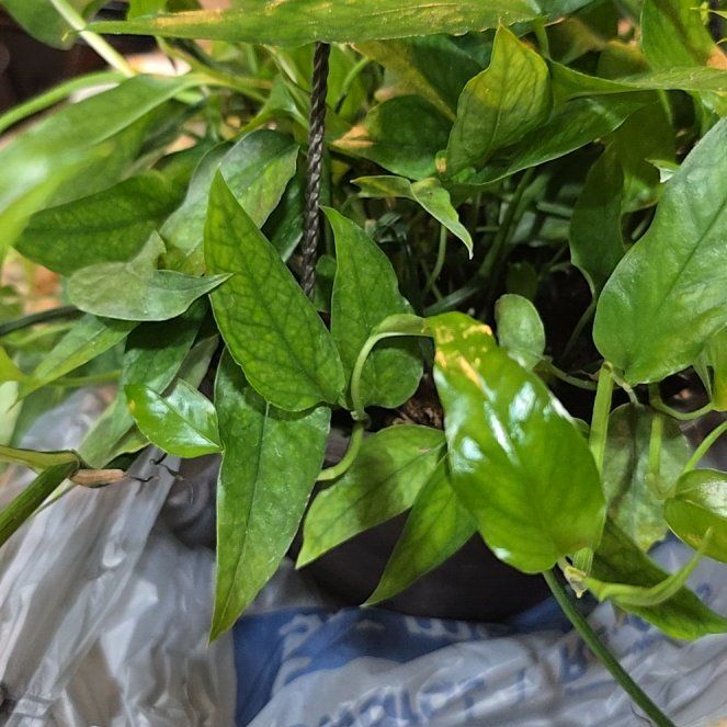 Photo of the plant species Skeleton Key Pothos by @AlwyzNTimbs named Maya on Greg, the plant care app