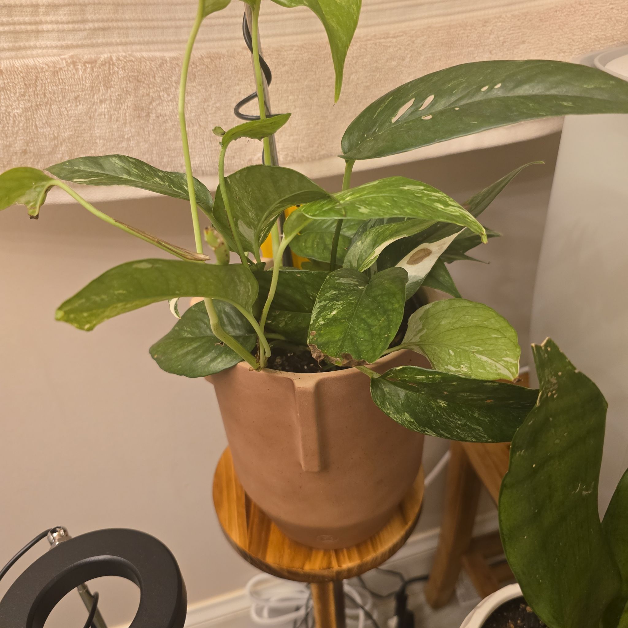 Photo of the plant species Epipremnum pinnatum 'Albo' by @AlwyzNTimbs named Kimmy on Greg, the plant care app