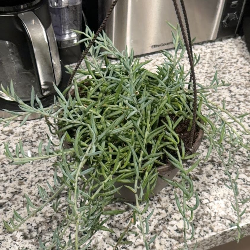 Photo of the plant species String of Fish Hooks by @SultryBanana33 named Michelle Branch on Greg, the plant care app