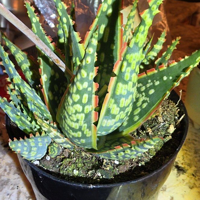 Photo of the plant species Aloe 'Krakatoa' by @SleekCaladium35 named Khaleesi on Greg, the plant care app