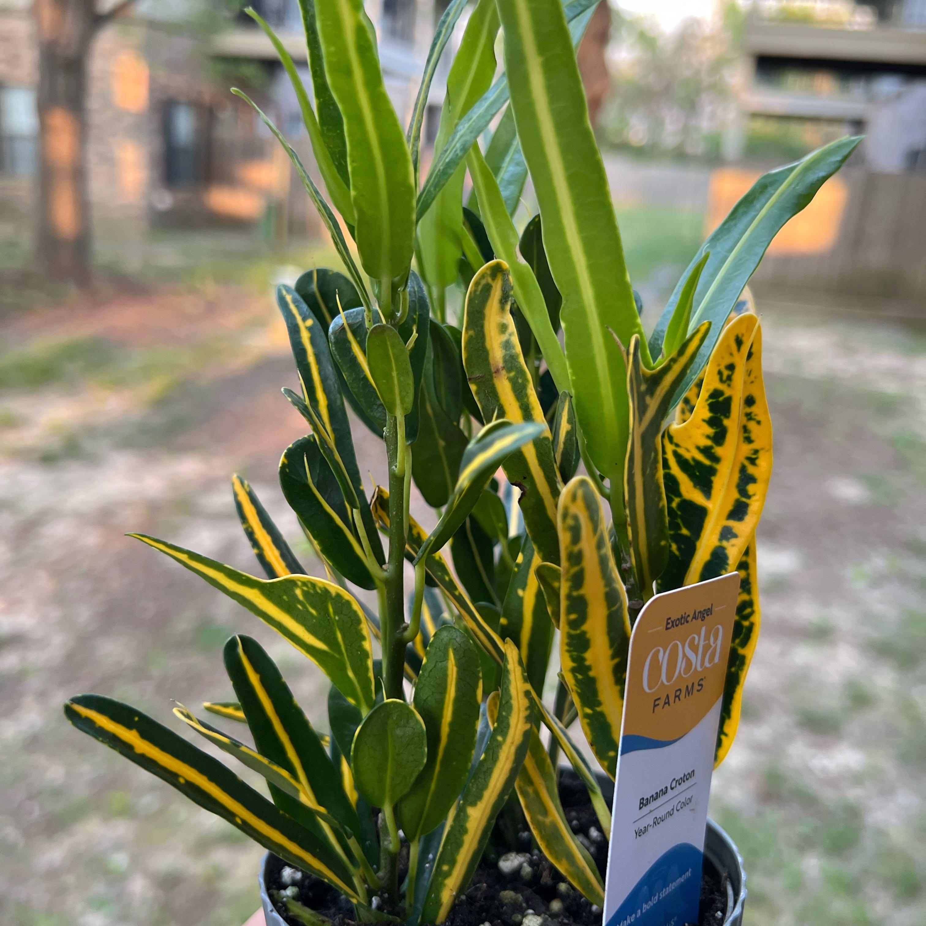 Photo of the plant species Banana Croton by @SunnyGrevillea3 named Athena on Greg, the plant care app