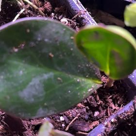 Photo of the plant species Karaka by @StableGollum66 named Coco on Greg, the plant care app