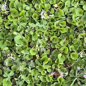 Photo of the plant species Asian Ponysfoot by @StableGollum66 named Walt on Greg, the plant care app