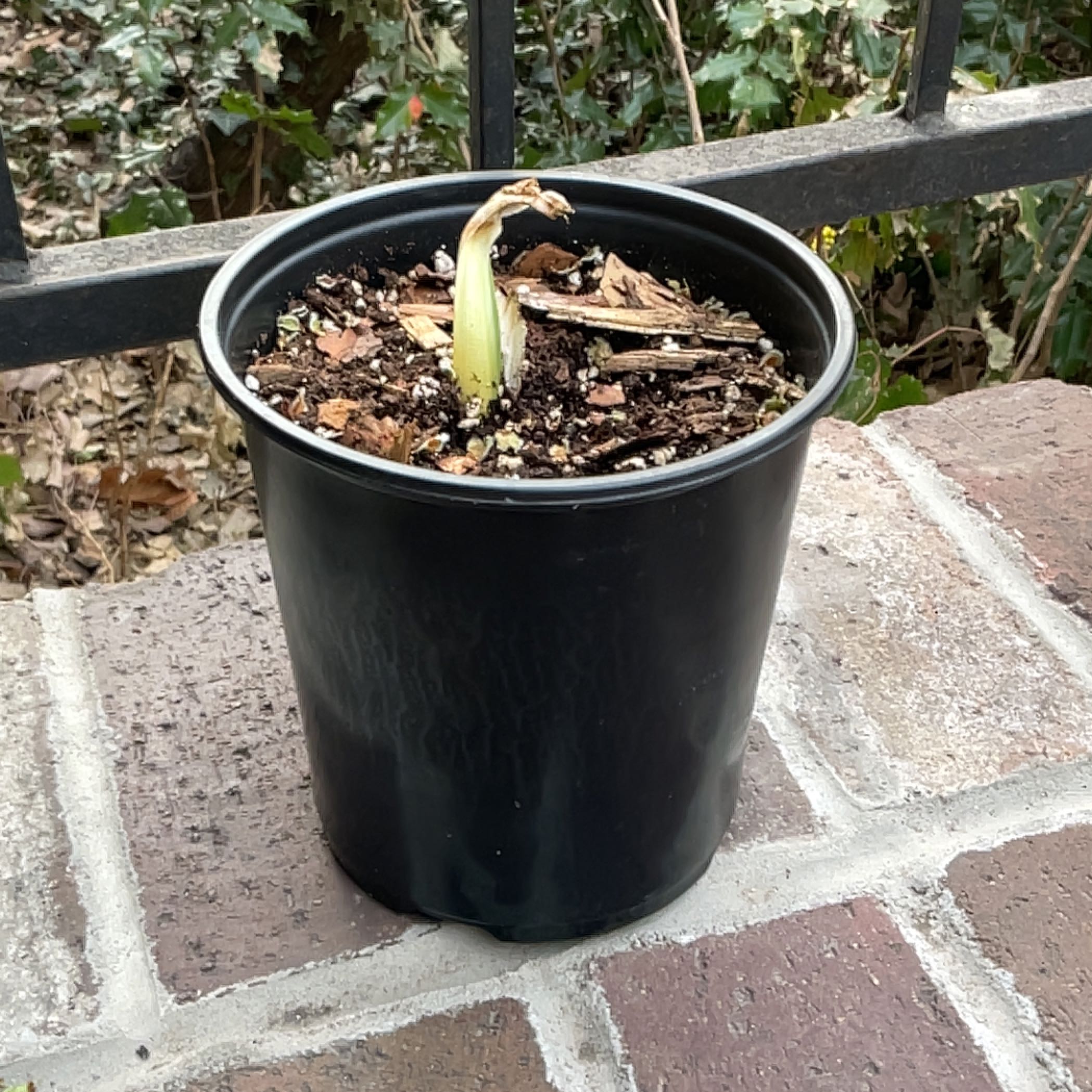 Photo of the plant species Daylily 'Storm of the Century' by @UltraEndive55 named Lavender on Greg, the plant care app