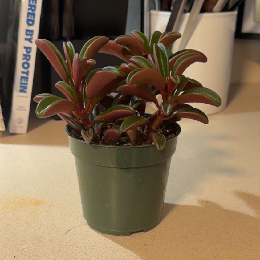 Photo of the plant species Peperomia Ruby Glow by @DirectorSoybean named Ruby on Greg, the plant care app