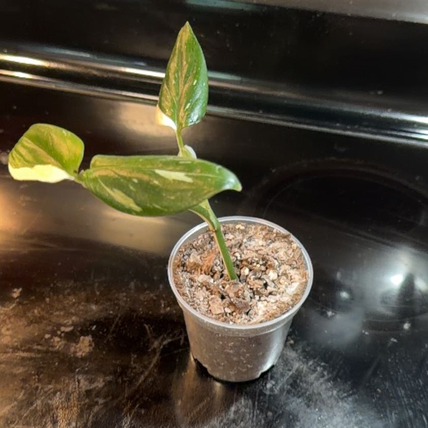 Photo of the plant species Monstera Cobra by @DirectorSoybean named Monstera cobra on Greg, the plant care app
