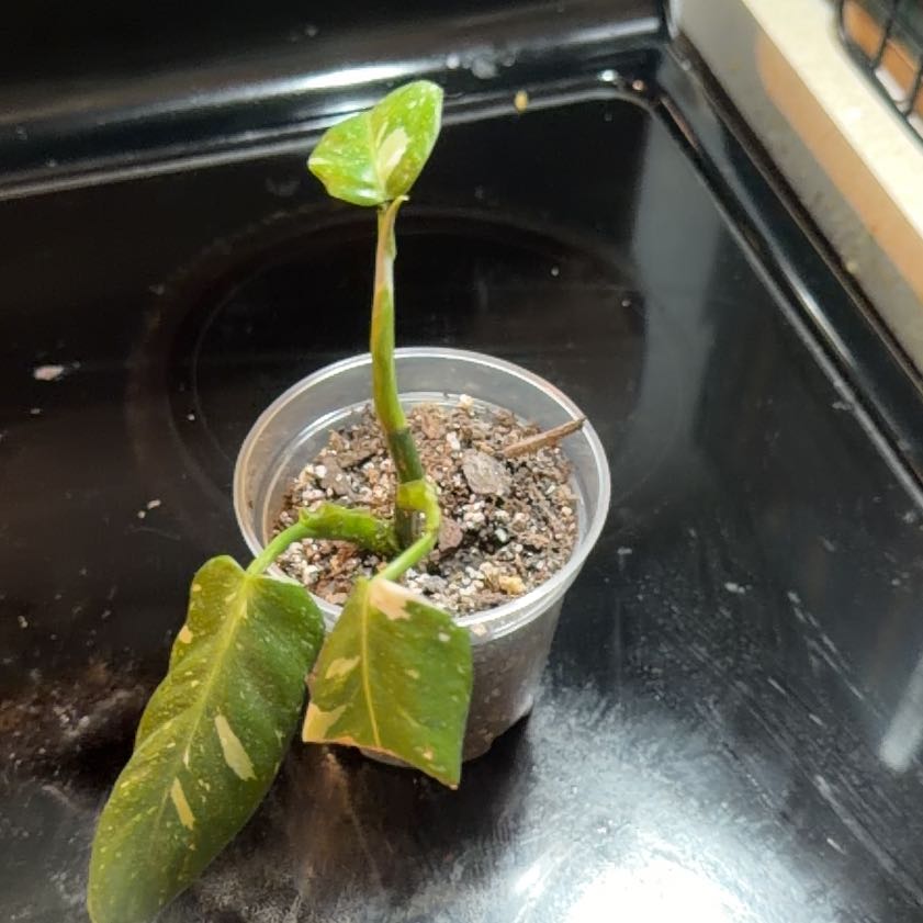 Photo of the plant species Philodendron 'White Wizard' by @DirectorSoybean named White wizard philodendron on Greg, the plant care app