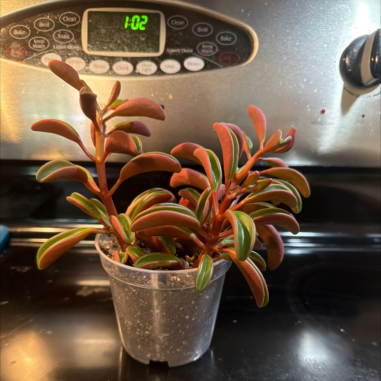 Photo of the plant species Peperomia Ruby Glow by @DirectorSoybean named Ruby on Greg, the plant care app