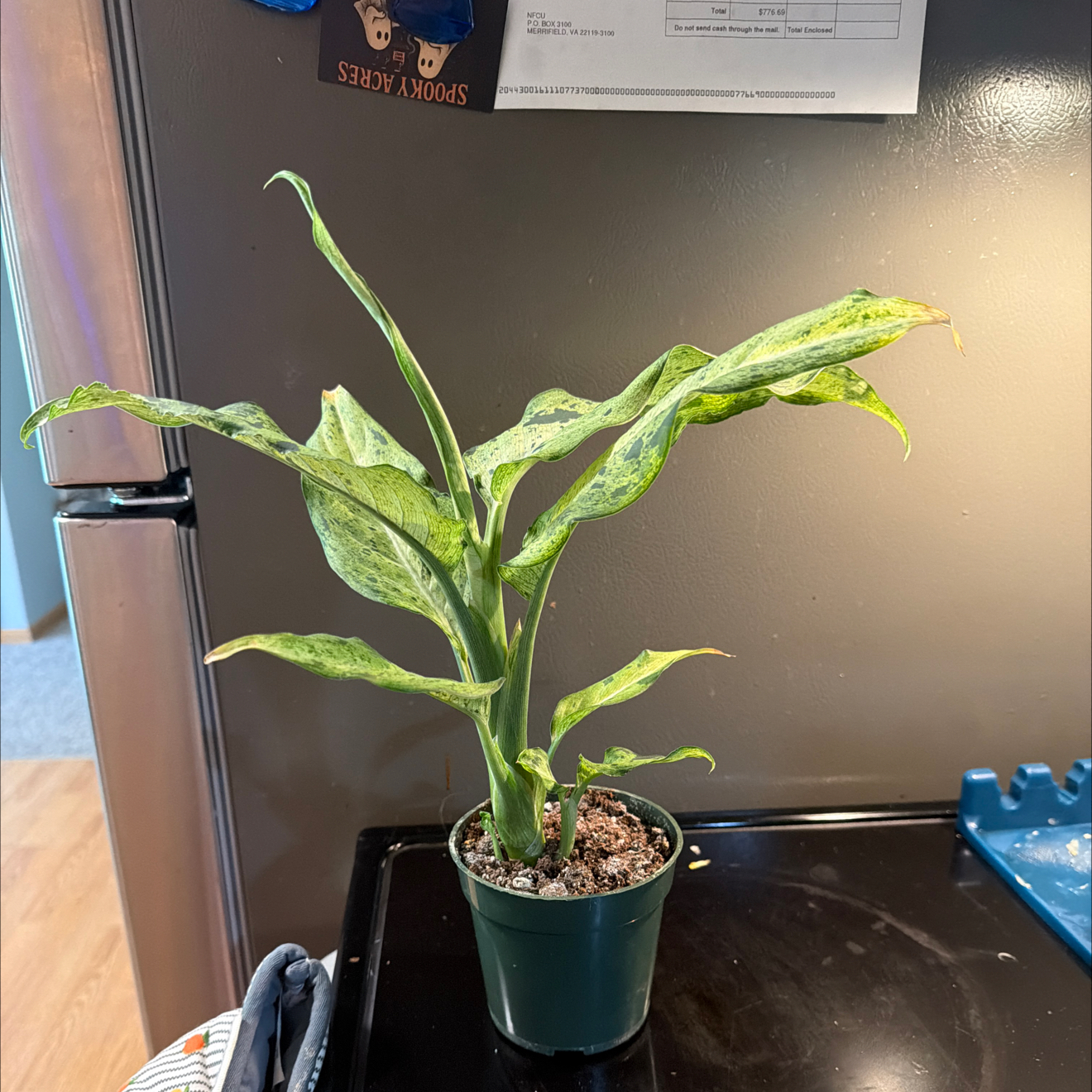 Photo of the plant species Dieffenbachia 'Tropic Snow' by @DirectorSoybean named Dieffenbachia tropic snow on Greg, the plant care app