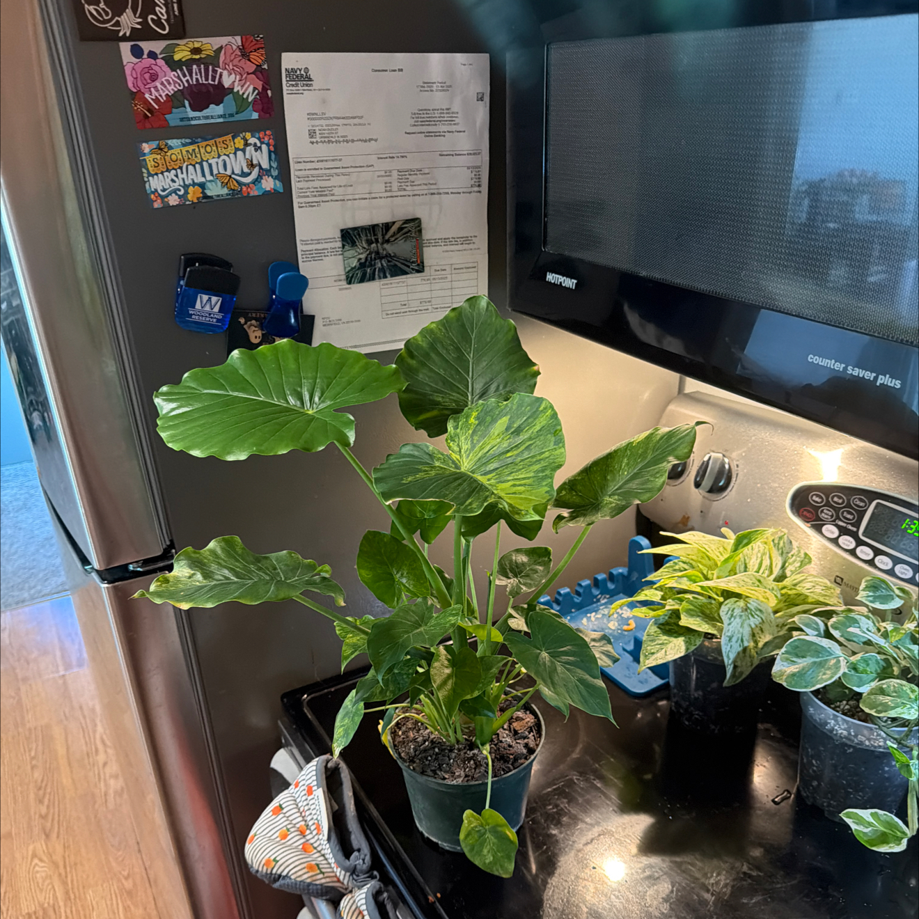 Photo of the plant species Alocasia gageana 'Albo' by @DirectorSoybean named Also alocasia on Greg, the plant care app