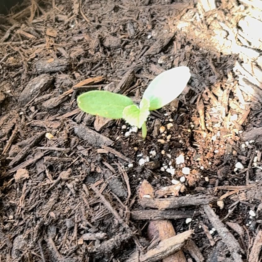 Photo of the plant species Cantaloupe by @HolyBegonia76 named Austen on Greg, the plant care app