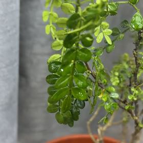Photo of the plant species Wild Lime by @IconWavycap29 named Daphne on Greg, the plant care app