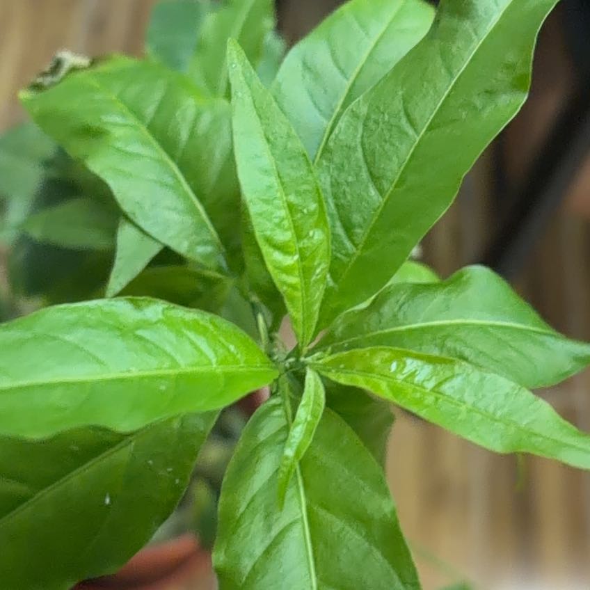 Photo of the plant species early jessamine by @IconWavycap29 named McKinley on Greg, the plant care app