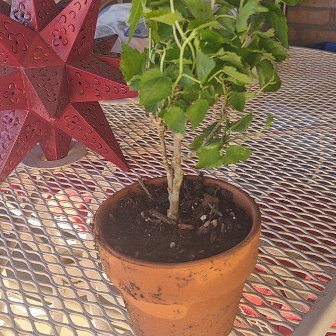 Photo of the plant species Dwarf Everbearing Mulberry by @ProudFeltbush51 named Ulysses S Plant on Greg, the plant care app
