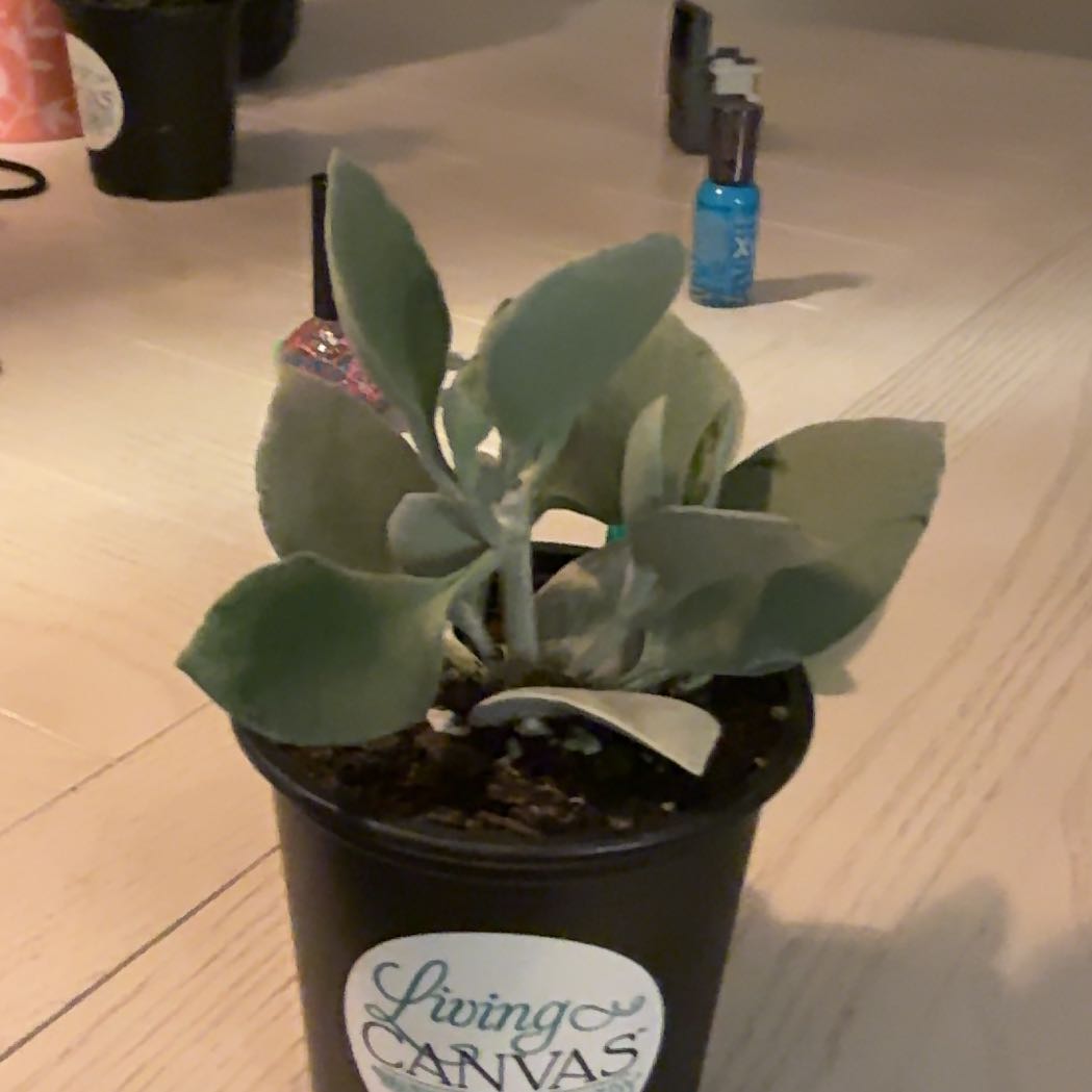 Photo of the plant species Silver Teaspoons by @BeauteousAlbo99 named Biggy on Greg, the plant care app