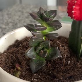 Photo of the plant species Echeveria 'Licorice' by @JocoseMira15 named Buddy on Greg, the plant care app