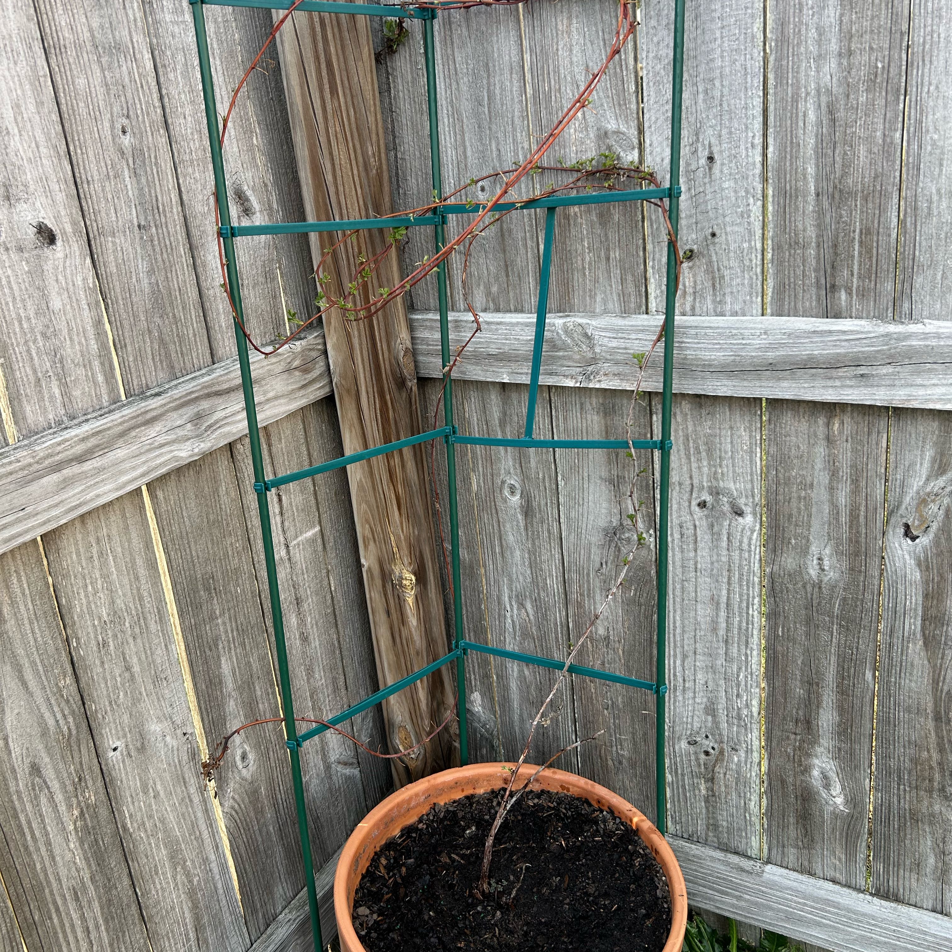 Photo of the plant species Raspberry by @RichYuzu24 named Gaga on Greg, the plant care app