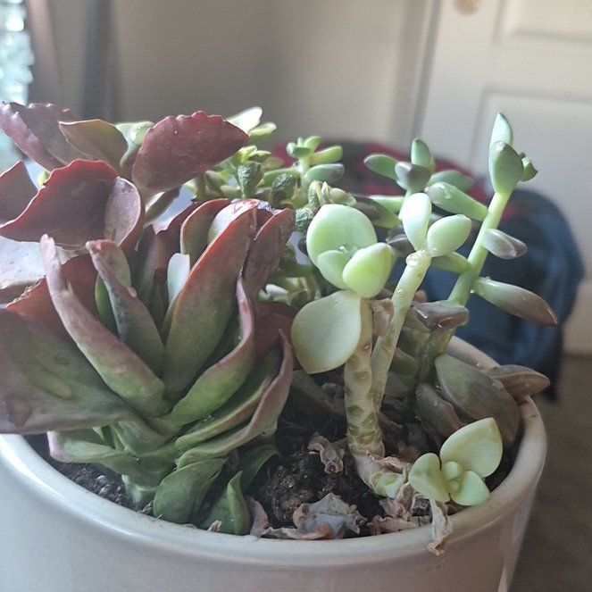 Photo of the plant species succulent by @SleekGalega78 named Stinfy on Greg, the plant care app