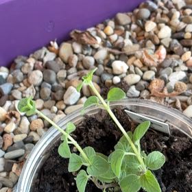 Photo of the plant species Peppermint by @PetMarigold69 named Orlando Bloom on Greg, the plant care app