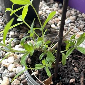 Photo of the plant species lemon verbena by @PetMarigold69 named Achilles on Greg, the plant care app