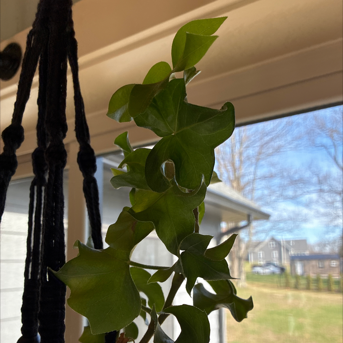 Photo of the plant species Tree Ivy by @PetMarigold69 named Bruce Lee on Greg, the plant care app