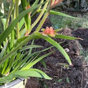 Photo of the plant species Kangaroo Paw by @DrivenQuince48 named Delilah on Greg, the plant care app