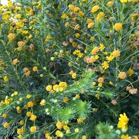 Photo of the plant species Honey Euryops by @DrivenQuince48 named Sage on Greg, the plant care app