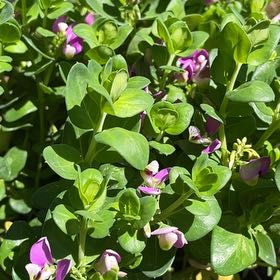 Photo of the plant species Sweet Pea Bush by @DrivenQuince48 named Darwin on Greg, the plant care app