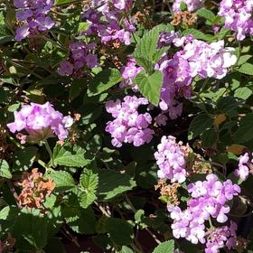 Photo of the plant species Trailing Lantana by @DrivenQuince48 named Nithin on Greg, the plant care app