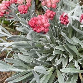 Photo of the plant species Ruby Cluster Strawflower by @DrivenQuince48 named Plato on Greg, the plant care app