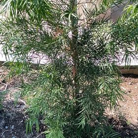 Photo of the plant species Podocarpus Plant by @DrivenQuince48 named Lola on Greg, the plant care app