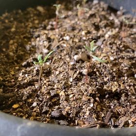 Photo of the plant species Papaver Somniferum by @DandyJubaea95 named Sol on Greg, the plant care app