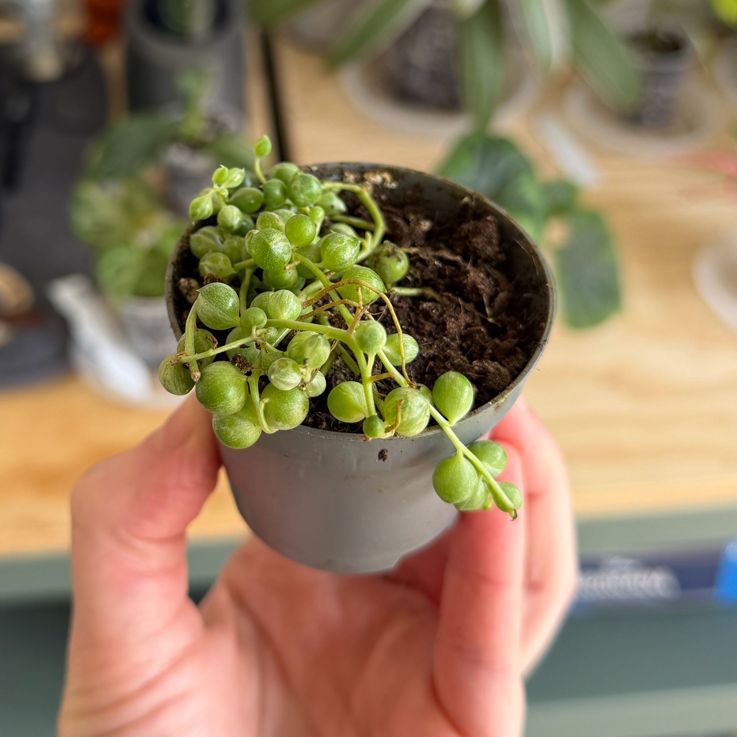 Photo of the plant species Senecio String of Pearls by @indiacaitlin named Sanders on Greg, the plant care app