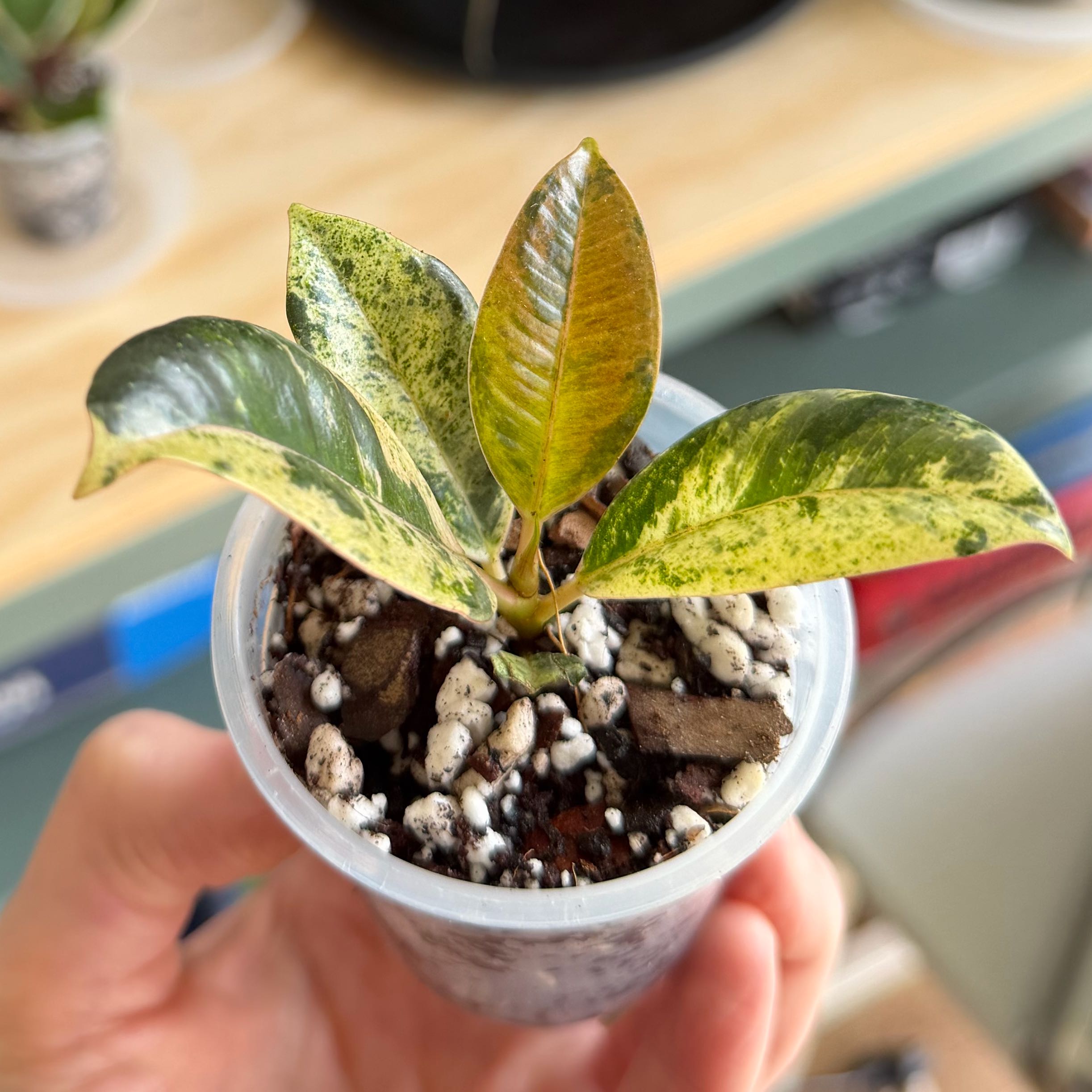 Photo of the plant species Ficus Moonshine by @indiacaitlin named Plato on Greg, the plant care app