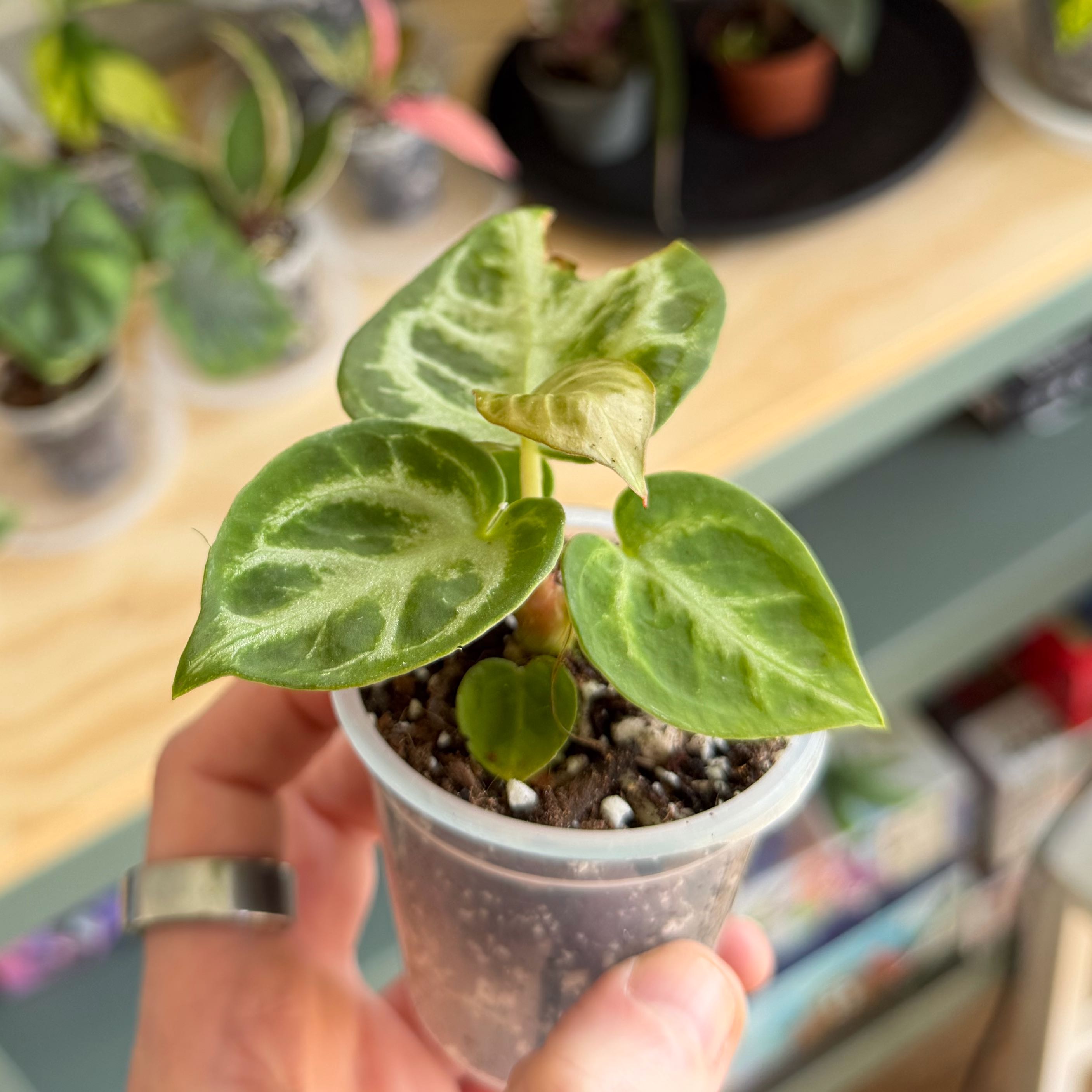 Photo of the plant species Anthurium by @indiacaitlin named Austen on Greg, the plant care app