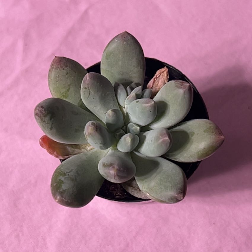 Photo of the plant species Pachyphytum 'Starburst' by @PeakSnowpeas15 named Eva on Greg, the plant care app