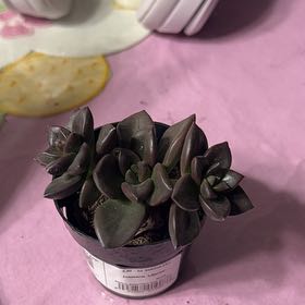 Photo of the plant species Echeveria 'Licorice' by @PeakSnowpeas15 named Maya on Greg, the plant care app