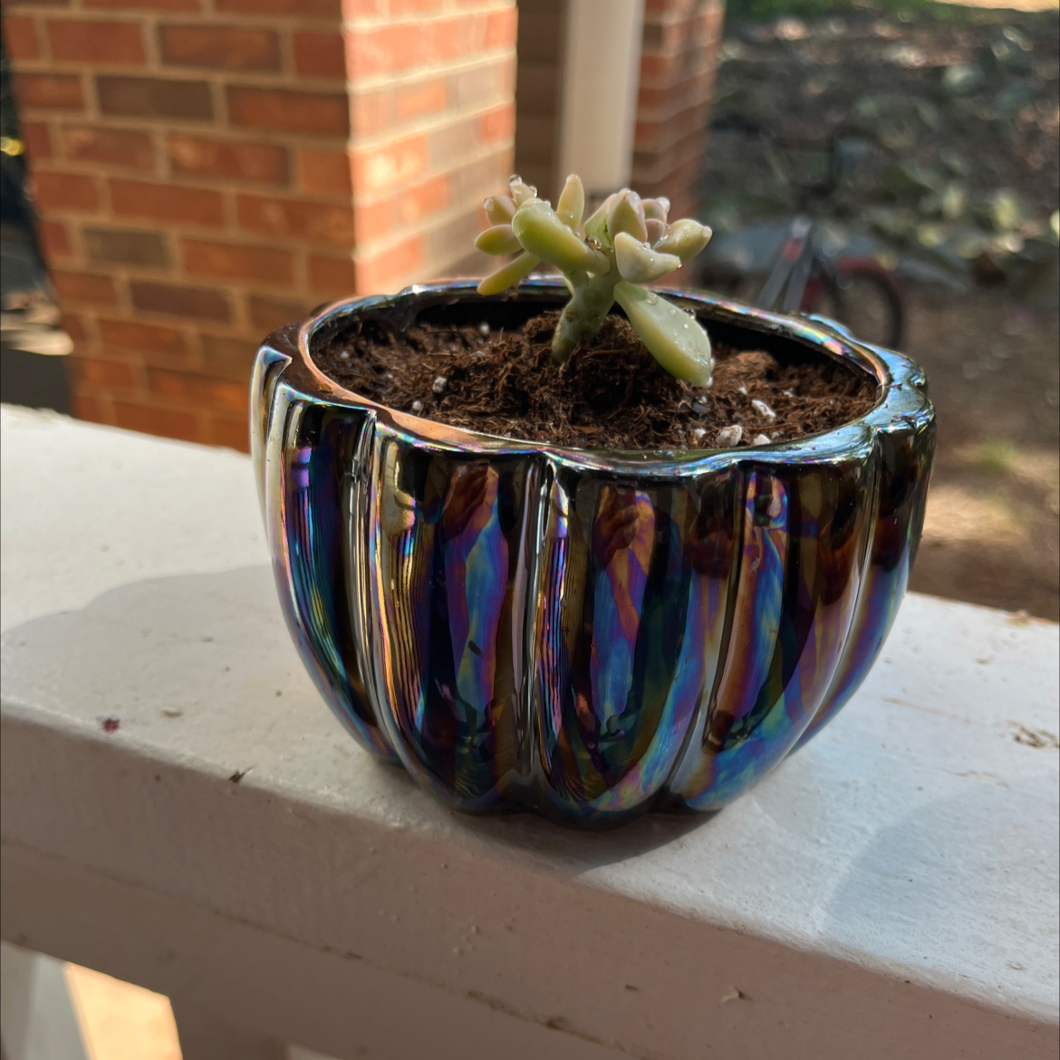 Photo of the plant species Graptopetalum paraguayense 'Jester' by @Aerohippie named Luna on Greg, the plant care app