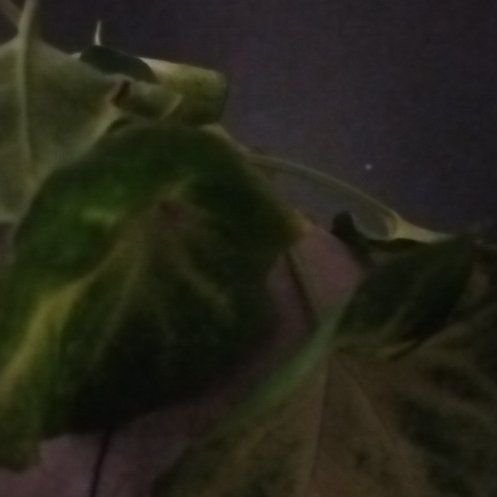 Photo of the plant species Canarian Ivy by @LushSoursop8 named Forrest on Greg, the plant care app