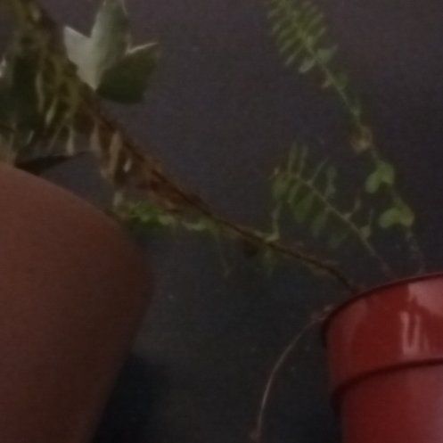 Photo of the plant species American Pondweed by @LushSoursop8 named Spike Leaves on Greg, the plant care app