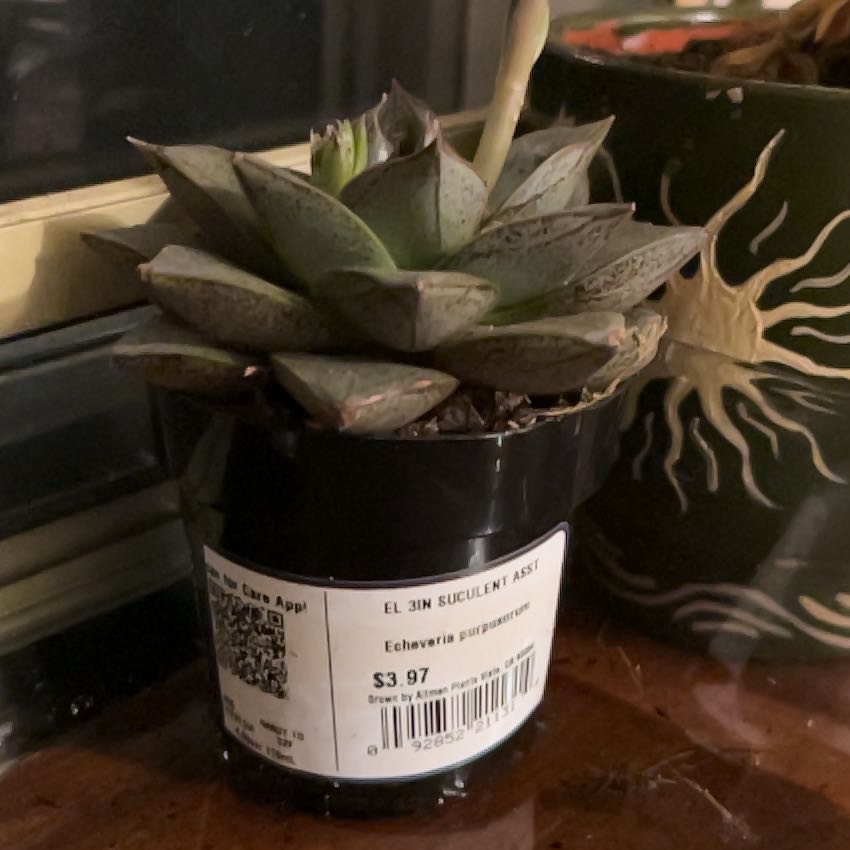Photo of the plant species Echeveria purpusorum by @SirBloodroot47 named Dax on Greg, the plant care app