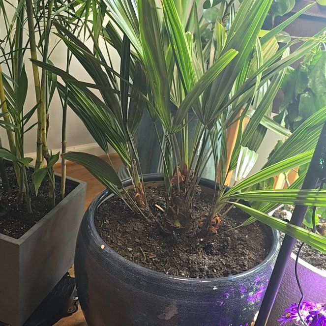 Photo of the plant species Needle Palm by @VastPersia64 named Mochi on Greg, the plant care app